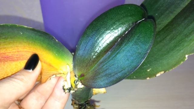 У орхидеи гнилая точка роста. Реанимация и спасение орхидеи с гнилой макушкой.