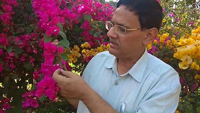 Bougainvillea Glabra