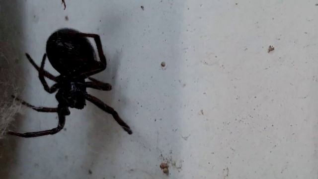 большой паук ест муравья! смотреть онлайн