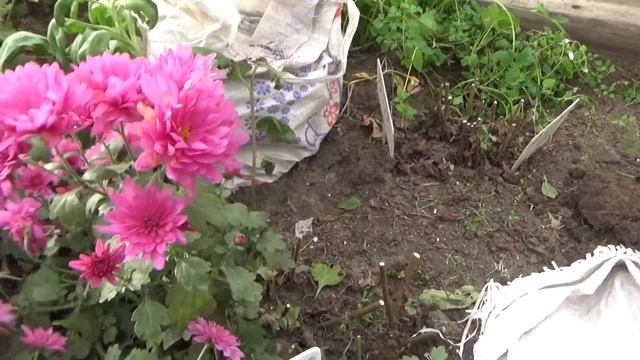 Все хризантемы на зимовку.Архив ,октябрь 2018 г. смотреть онлайн