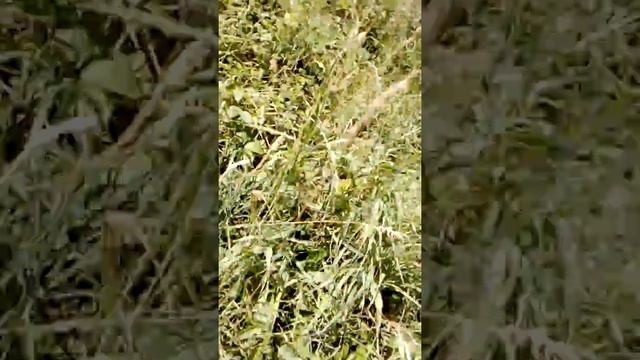 2 часть снимаем второй раз потому что я рукожоп 😁😁😁😁 😅😅😅 смотреть онлайн