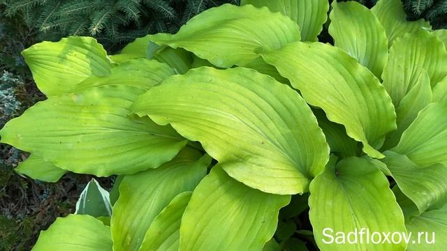 Хоста для парадных мест, хоста Гилт Бай Асосейшн смотреть онлайн