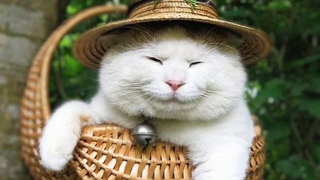 Ничего, говорил он своей жене, проживёт. Не он первый и не он последний. А кот никуда не ушел. смотреть онлайн