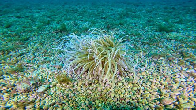 Smeđa vlasulja - Snakelocks anemone (underwater 4K video) смотреть онлайн