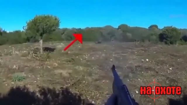 ОХОТА! КАБАН НАПАДАЕТ! УСПЕЛ УБИТЬ смотреть онлайн