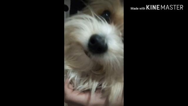 Корочи говоря жыза тишы🦄😽🐕🐕🐕🐕