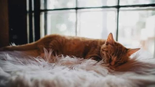 8 Hours Relaxing Lullaby for Cats and Kittens to sleep ❤ Calming Music for Cats with Anxiety ♬ #cat смотреть онлайн