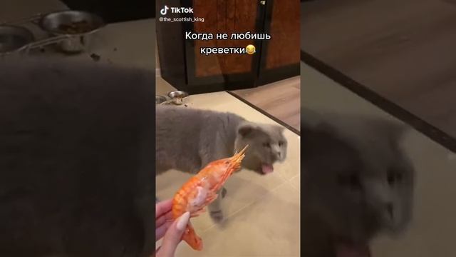 Реакция кота на креветки. смотреть онлайн