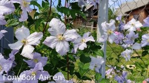 Клематисы для начинающих