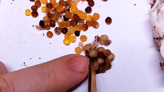 Разведение пауков птицеедов, на примере орнаты. смотреть онлайн