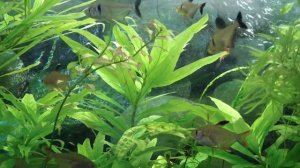 Аквариумное растение Лимонник или Номафила прямая