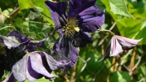 Клематисы. Viola