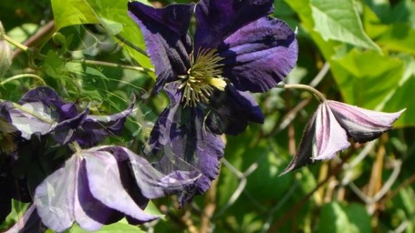 Клематисы. Viola