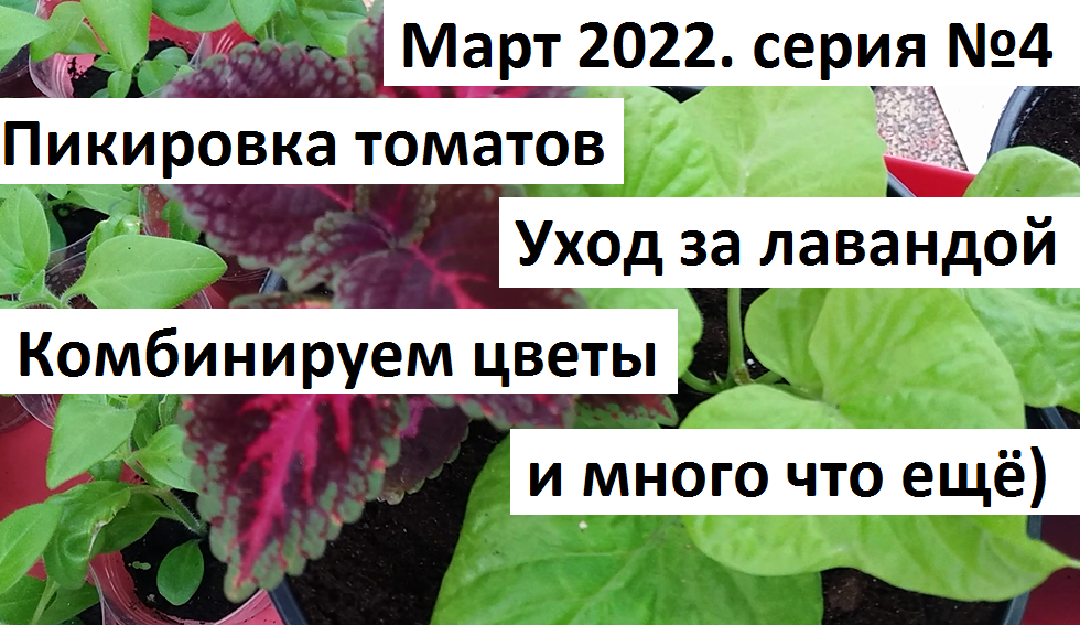 Март 2022 серия 4. Пикировка томатов, уход за лавандой, комбинируем цветы. смотреть онлайн