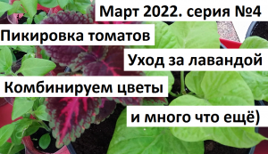 Март 2022 серия 4. Пикировка томатов, уход за лавандой, комбинируем цветы.