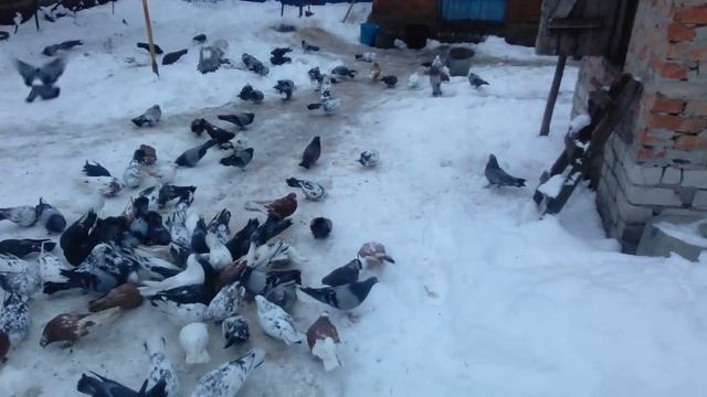 Николаевские и Кировоградские голуби! Есть на продажу ,если надо пишите . смотреть онлайн