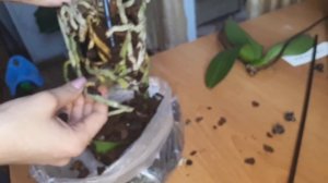 РЕАНИМАЦИЯ ОРХИДЕЙ, орхидея без корней, как посадить.