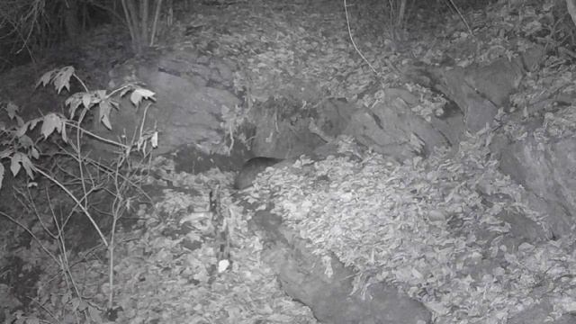 Барсук. Съёмки барсучьего жилища.