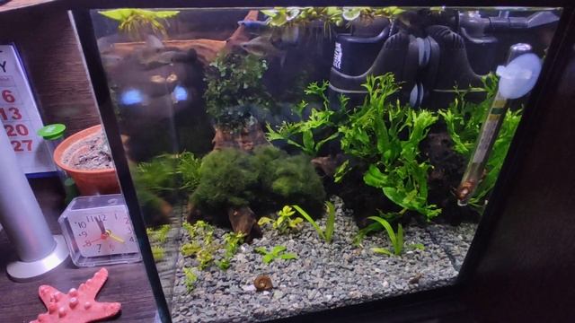 Где креветки? смотреть онлайн