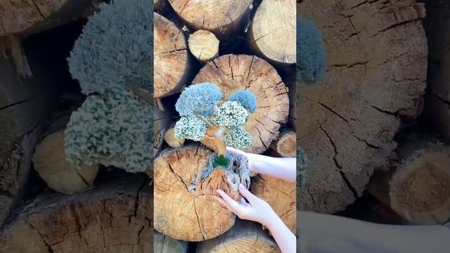Дерево из цетрарии для дома и офиса смотреть онлайн