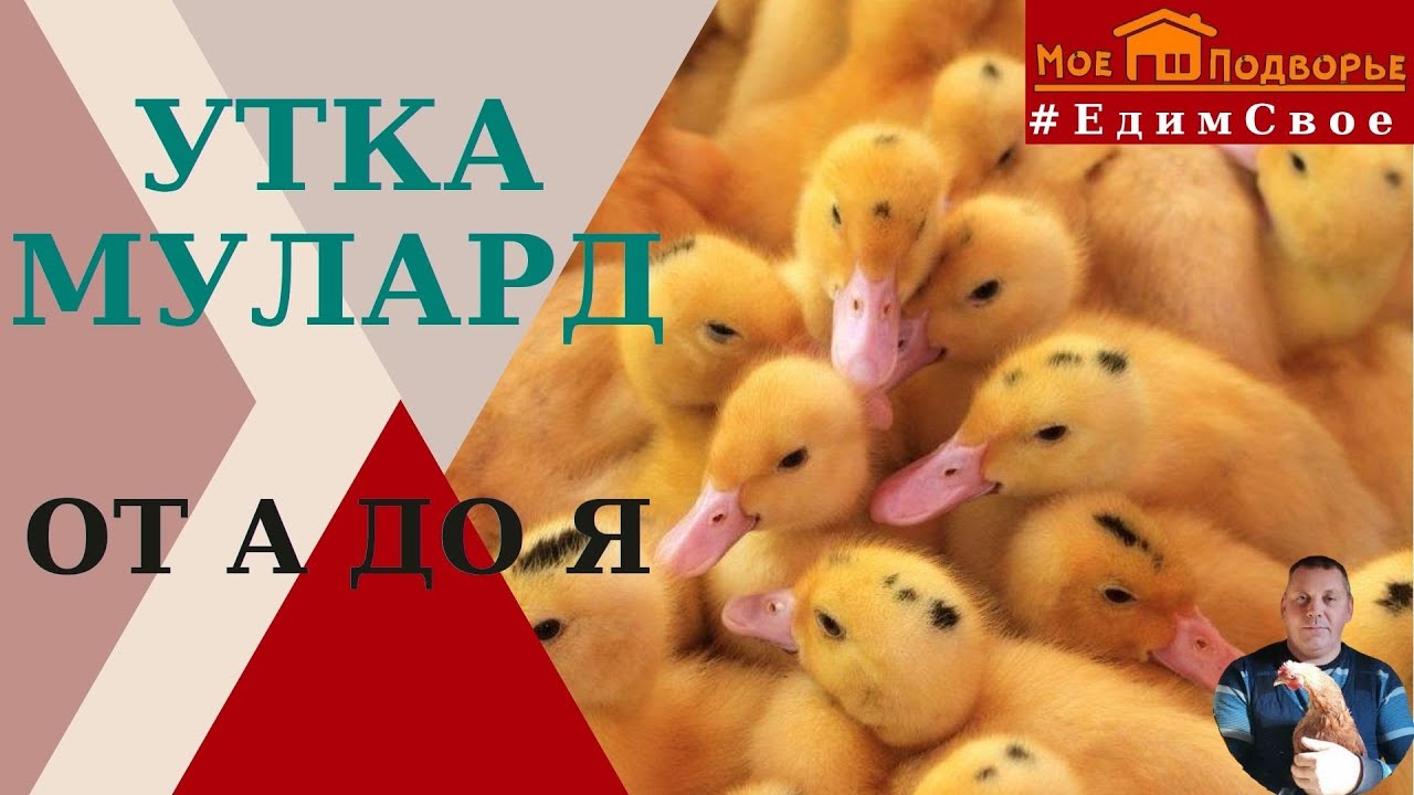 Утка мулард описание. "Мое Подворье" смотреть онлайн