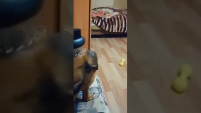 Красотуля смотреть онлайн