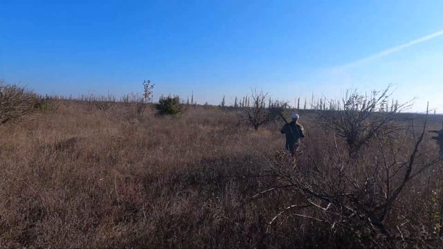 охота на куропатку в Крыму. работает курцхаар Дора смотреть онлайн