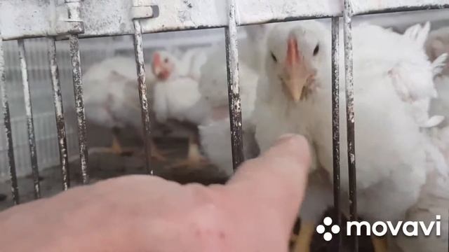выращивание бройлеров ч 6. смотреть онлайн