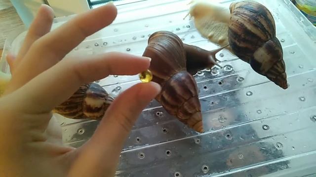 ?У УЛИТКИ СЛОИТСЯ ПАНЦИРЬ?¦¦ЧТО ДЕЛАТЬ? ? смотреть онлайн