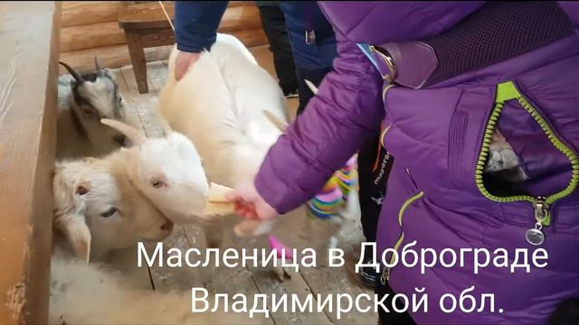 Масленица в городе Доброграде с животными от КИНОэнималс. смотреть онлайн