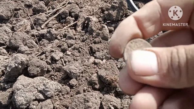 День пуговиц?.