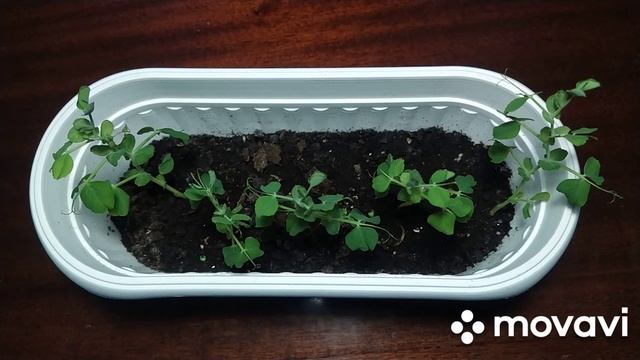 Они прям огромные!))) / Выращивание гороха на подоконнике смотреть онлайн