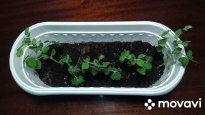 Они прям огромные!))) / Выращивание гороха на подоконнике