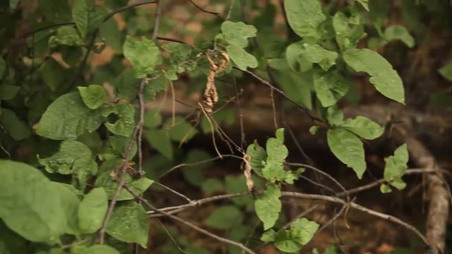 ДИТЯ ЛЕГКОВЕРНЫЙ смотреть онлайн