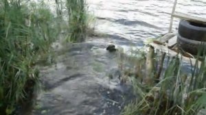 Русский охотничий спаниэль!)Знакомство с дичью)часть 2