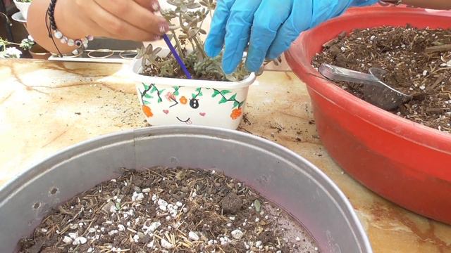 Acompáñame a trasplantar suculentas: macetas recicladas/Gris Moreno смотреть онлайн