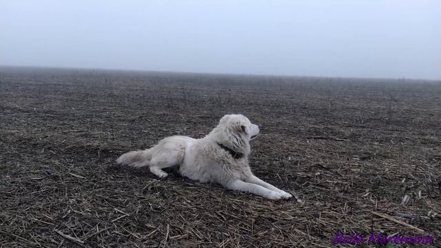 Прогулка с Мареммой в тумане на лугу.Walking with the Maremma in the mist on the meadow. смотреть онлайн