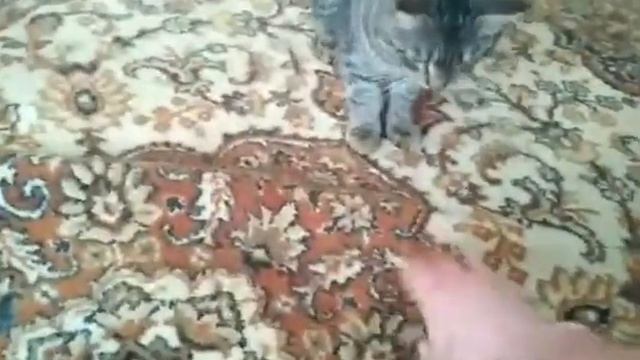 Зачем нужна собака,если есть кот. смотреть онлайн