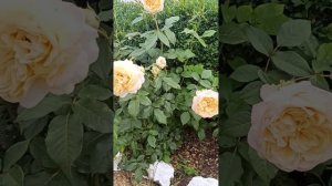 rose Mon Jardin et Ma Maison# троянда Мон Жарден е Ма Мезон