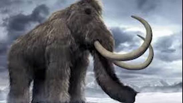 Woolly Mammoth Sound Effect смотреть онлайн