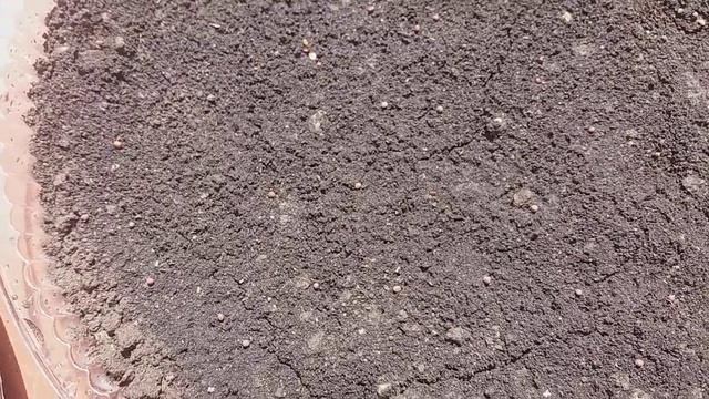 Как я посадила семена брокколи смотреть онлайн