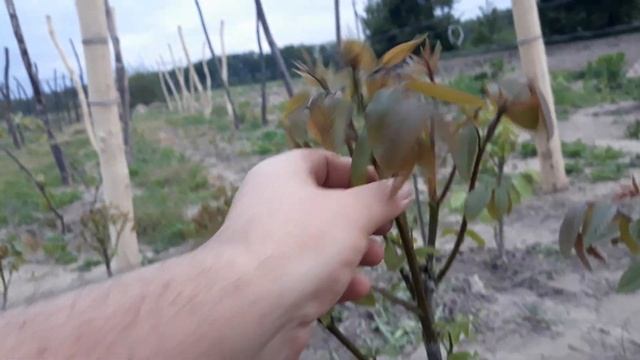 Подготовка грецких орехов к прививке! смотреть онлайн