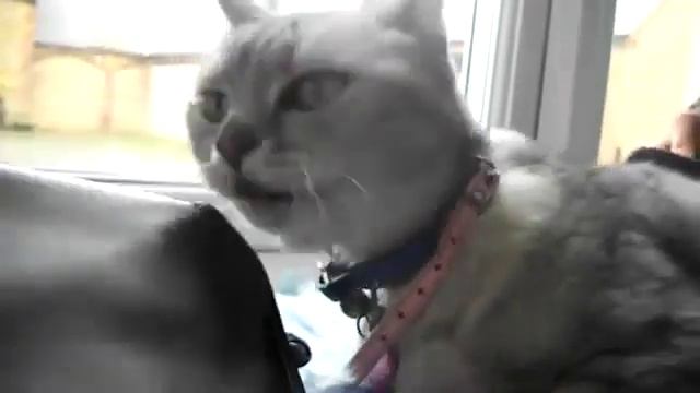 Смоки самая громкая кошка в мире смотреть онлайн