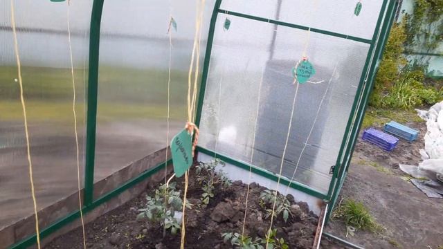 ПОЛИВ ТОМАТОВ. ВСЁ О ПОЛИВЕ ТОМАТОВ . смотреть онлайн