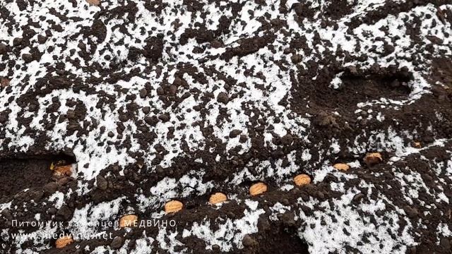 Посадка грецких орехов. Нюансы.
