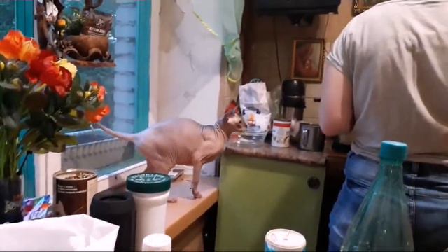 Хрень, а не влог смотреть онлайн