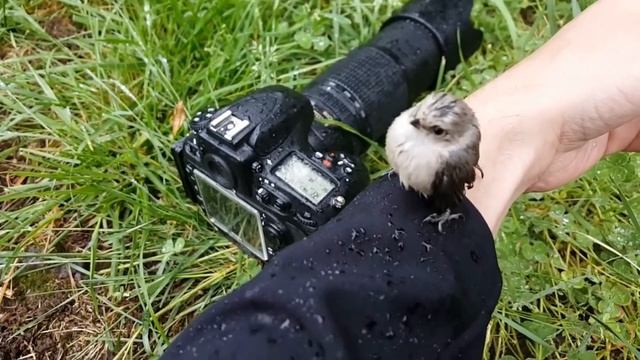 Фотограф заметил мокрый КОМОЧЕК в траве и решил к нему прикоснуться!