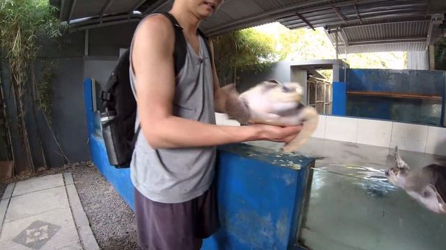 Turtle Island Bali Travel Educational Walkthrough Tour смотреть онлайн