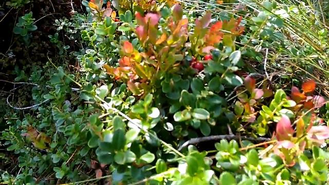 Делу время потехе час на C# смотреть онлайн