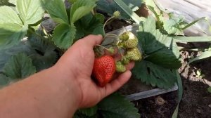 Клубника сорт ЛОРД.